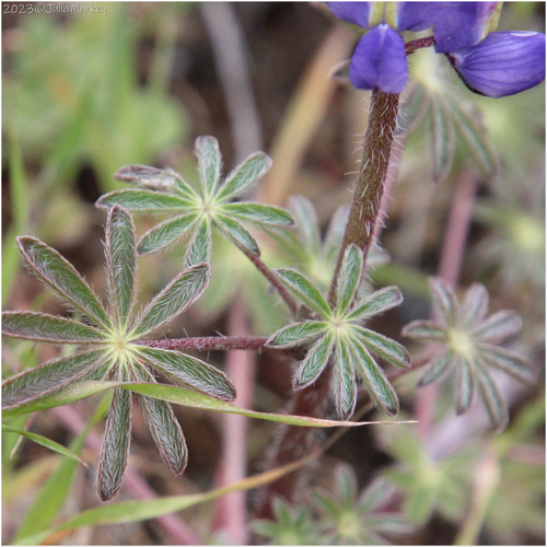 Coulter's lupine