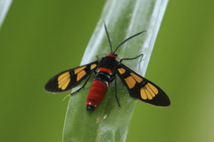 Euchromia polymena