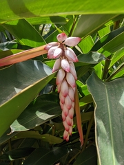 Alpinia zerumbet