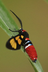Euchromia polymena