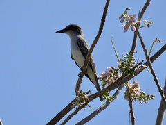 Tyrannus dominicensis