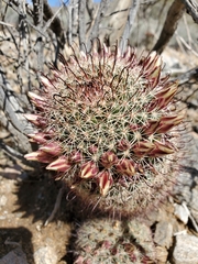 Mammillaria dioica