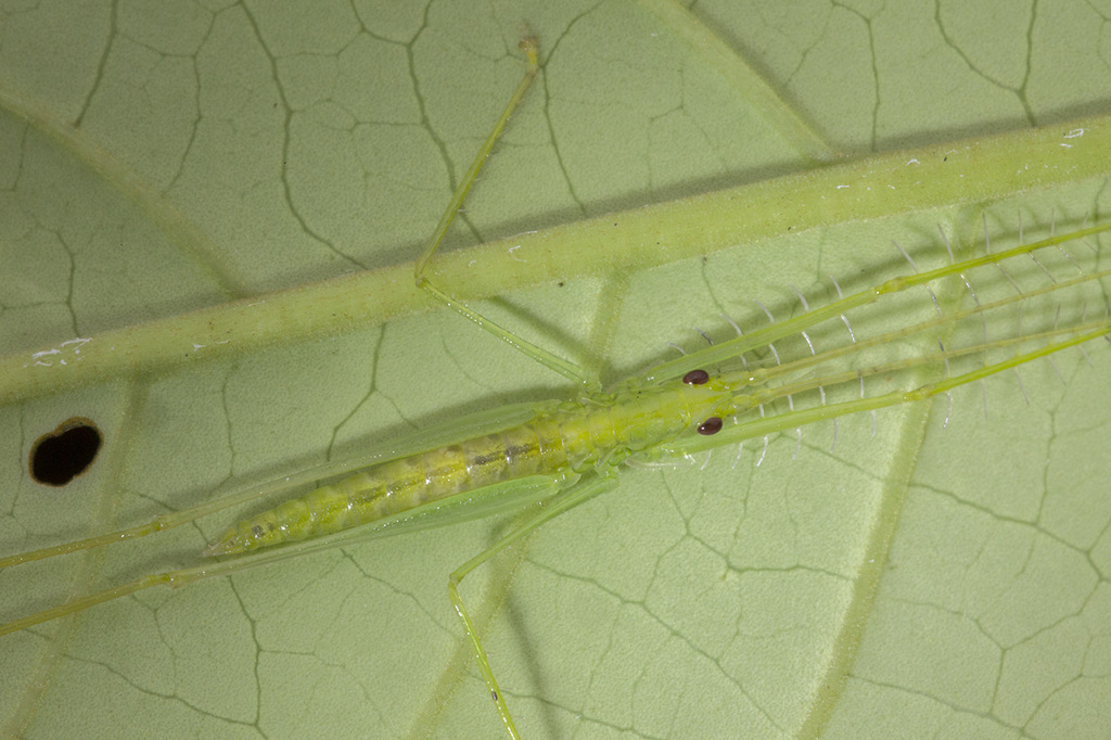 Oceaniphisis