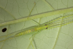 Oceaniphisis