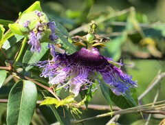 Passiflora cincinnata
