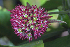 Clerodendrum deflexum