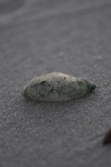 Physalia physalis