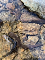 Pseudotriton ruber ruber