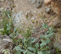 Senecio mohavensis