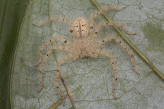 Heteropoda davidbowie