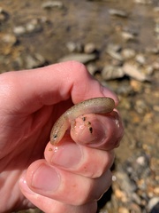 Pseudotriton ruber ruber