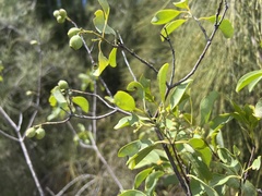 Santalum ellipticum