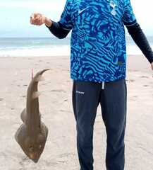 Pseudobatos planiceps