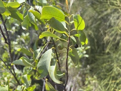 Santalum ellipticum