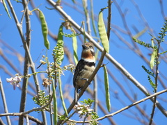 Hypnelus ruficollis