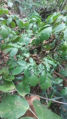 Isoglossa woodii