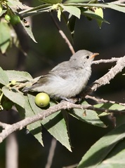 Dicaeum erythrorhynchos