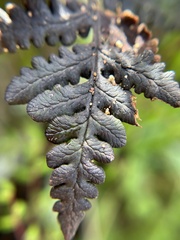 Pentagramma triangularis