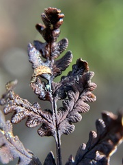 Pentagramma triangularis