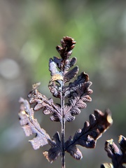 Pentagramma triangularis