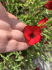 Linum grandiflorum