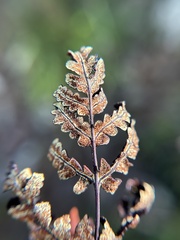 Pentagramma triangularis