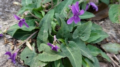 Viola confusa