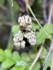 Pentagramma triangularis