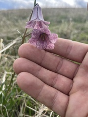 Fritillaria striata