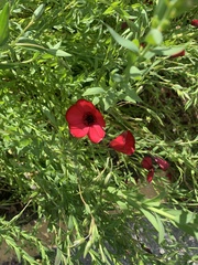 Linum grandiflorum