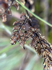Pentagramma triangularis