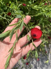 Linum grandiflorum