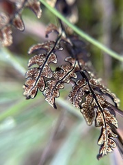 Pentagramma triangularis