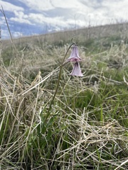 Fritillaria striata