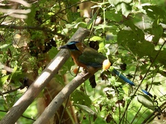 Momotus subrufescens