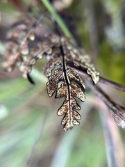 Pentagramma triangularis