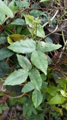 Tetrastigma hemsleyanum