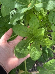 Alcea
