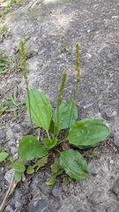 Plantago asiatica