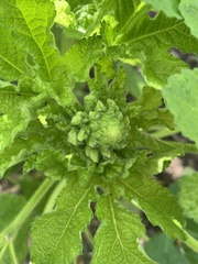 Alcea