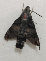 Macroglossum pyrrhosticta