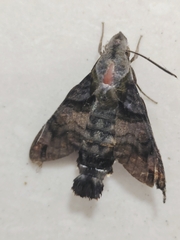 Macroglossum pyrrhosticta