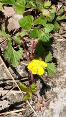 Potentilla hebiichigo