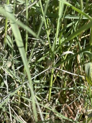 Acrididae