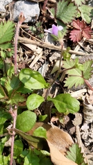 Mazus pumilus