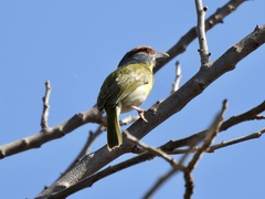 Cyclarhis gujanensis