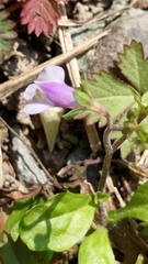 Mazus pumilus