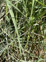 Acrididae