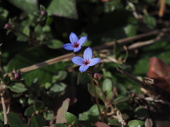Houstonia pusilla