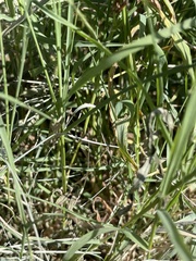 Acrididae
